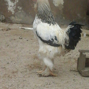 1yas6 ayliq saqlam xoruz 60 azin son qiymeti qaldiqim yer pirallahi wa