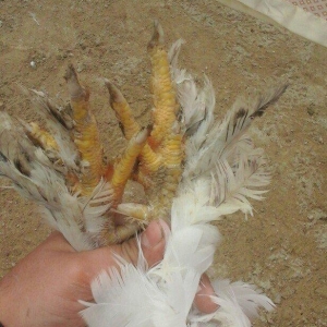 1yas6 ayliq saqlam xoruz 60 azin son qiymeti qaldiqim yer pirallahi wa