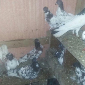 quşlar 4 cütdür.1 cüt ana 3 cüt baladan clxma