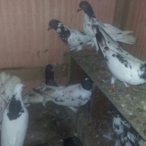 quşlar 4 cütdür.1 cüt ana 3 cüt baladan clxma.250 manat son qiymət.quş