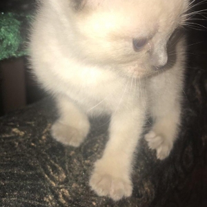 Сиамский котенок, девочка, 1 месяц, к лотку и корму приучена, домашняя