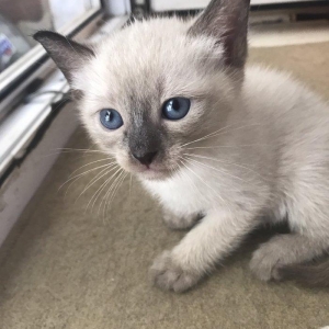 Сиамский котенок, девочка, 1 месяц, к лотку и корму приучена, домашняя
