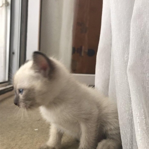 Сиамский котенок, девочка, 1 месяц, к лотку и корму приучена, домашняя
