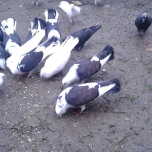 Ev göyərçinləri, qara, ağ, qara - ağ, ünvan Quba şəhər Cəfər Cabbarlı