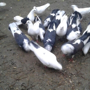 Ev göyərçinləri, qara, ağ, qara - ağ, ünvan Quba şəhər Cəfər Cabbarlı
