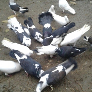 Ev göyərçinləri, qara, ağ, qara - ağ, ünvan Quba şəhər Cəfər Cabbarlı