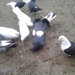 Ev göyərçinləri, qara, ağ, qara - ağ, ünvan Quba şəhər Cəfər Cabbarlı