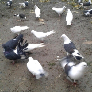 Ev göyərçinləri, qara, ağ, qara - ağ, ünvan Quba şəhər Cəfər Cabbarlı