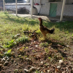 heyrati Ozbek. bu cutun balalari satilir sekilde gorunen cuceler 2 ayl