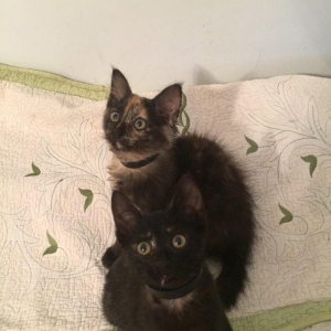 Pişik ballaları. 2 aylıqdir. Ev yeməkləri və pişik yeməkləri ilə