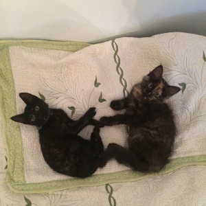 Pişik ballaları. 2 aylıqdir. Ev yeməkləri və pişik yeməkləri ilə