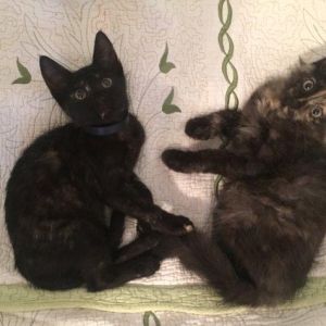 Pişik ballaları. 2 aylıqdir. Ev yeməkləri və pişik yeməkləri ilə