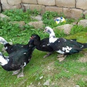 5 denesi bir erkek dört dişi 100 manat satılır amerika cinsidir tecili