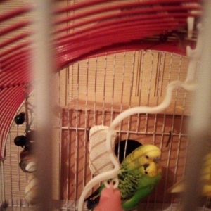 Попугай самец . год.  Абсолютно здоровый но с одной лапкой.