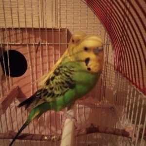 Попугай самец . год.  Абсолютно здоровый но с одной лапкой.