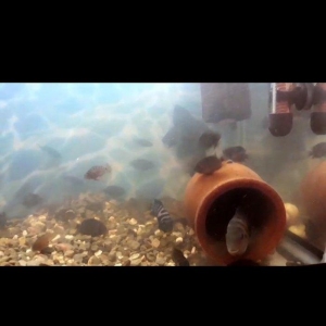 hamsin bir yerde ucuz verecem mirni baliglar saxlamag istiyirem. oz ba