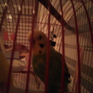 Попугай здоровый но с одной лапкой. Самец 1 год.