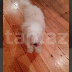 balonka satilir disi 5 ayliqdir cox oynagan mehriban itdi qiymetde ra