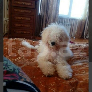 balonka satilir disi 5 ayliqdir cox oynagan mehriban itdi qiymetde ra