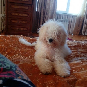 balonka satilir disi 5 ayliqdir cox oynagan mehriban itdi qiymetde ra