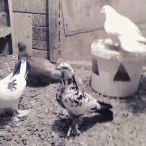 Satilir 3u 60aZn 2si erkey biri mayadi saglam heyvanlardi barter yoxdu