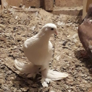 Satilir 3u 60aZn 2si erkey biri mayadi saglam heyvanlardi barter yoxdu