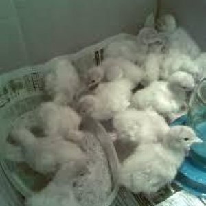 Продаются мало использованные инкубаторы. 104  куриных + 50 гусиных и