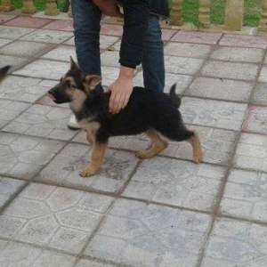 Afcarka satiram 3 aylig erkey tam ssglam 2 peyvendi vurulub qurd derma