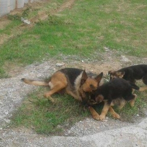 Afcarka satiram 3 aylig erkey tam ssglam 2 peyvendi vurulub qurd derma