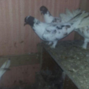 quşlar 1 cüt ana 3 cüt kəvən .250 manat son qiymət.Ramanadadlr.