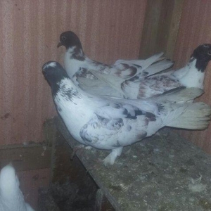 quşlar 1 cüt ana 3 cüt kəvən .250 manat son qiymət.Ramanadadlr.