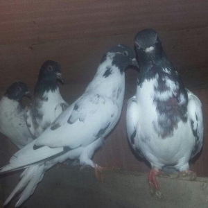 quşlar 1 cüt ana 3 cüt kəvən .250 manat son qiymət.Ramanadadlr.