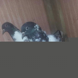 quşlar 1 cüt ana 3 cüt kəvən .250 manat son qiymət.Ramanadadlr.