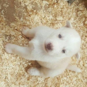 прекрасный сибирский хаски белый цвет глаза голубые с паспортом привоз