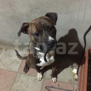 Dişi itle cüte vurulmağa erkek temiz pitbuldu it fatmayıdadı satılır v