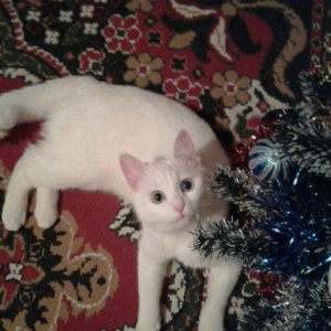 Türk anqorasi 2 yaşlı dişi pişik. Ağıllı v