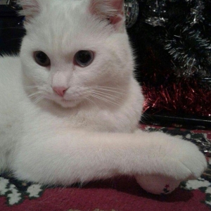 Türk anqorasi 2 yaşlı dişi pişik. Ağıllı və sakit pişikdi.insana yaxşı