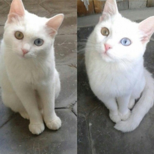 Türk anqorasi 2 yaşlı dişi pişik. Ağıllı və sakit pişikdi.insana yaxşı