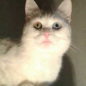 Türk anqorasi 2 yaşlı dişi pişik. Ağıllı və sakit pişikdi.insana yaxşı