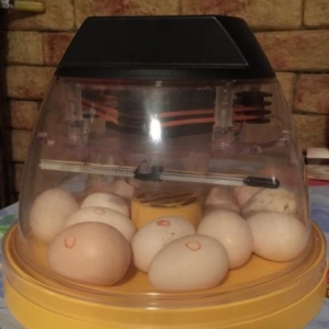 Brinsea Mini Eco Incubator