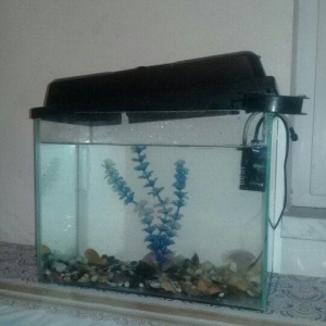 akvarum satiram icinde 5 eded yaxwi bahali baliqlari var.kisacasi her