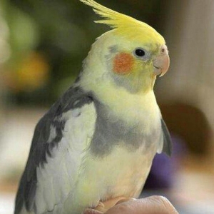 erkey 35 disi   2 ilin quslaridi  4 ayin balalarida var