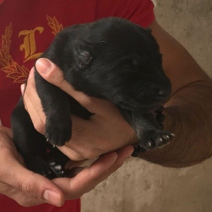 Dostlar afcarka balasi var isdeyen muraciyet ede biler. Su wekildekile