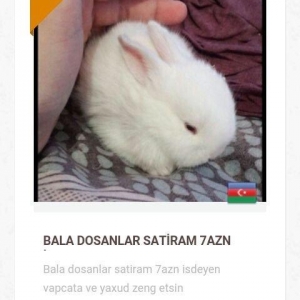 BALA DOVŞANLAR