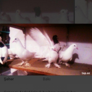 satıram temız heyvanlardı ag lelekdıler dordu 17 18tukdu ıkı ıse bırı