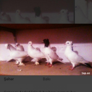 satıram temız heyvanlardı ag lelekdıler dordu 17 18tukdu ıkı ıse bırı