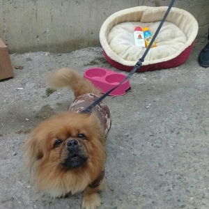 TƏcİlİ satİlİr. Pikines-dir tam sağlamdır herbir peyvəndi vurulub 2-3