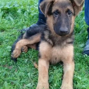 satlir cinsi afcarka elave mellumat whatsapp ve ya telde elaqe saglaya