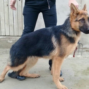 afcarka satlir erkeydi whatsapp ve ya telde elaqe saglaya bilersiz