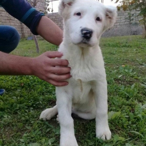 satlir alabydi elave mellumat whatsapp  ve ya telde elaqe saglaya bile